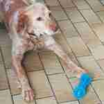 Hondenspeelgoed, transparant bot met spikes, blauw Photo4