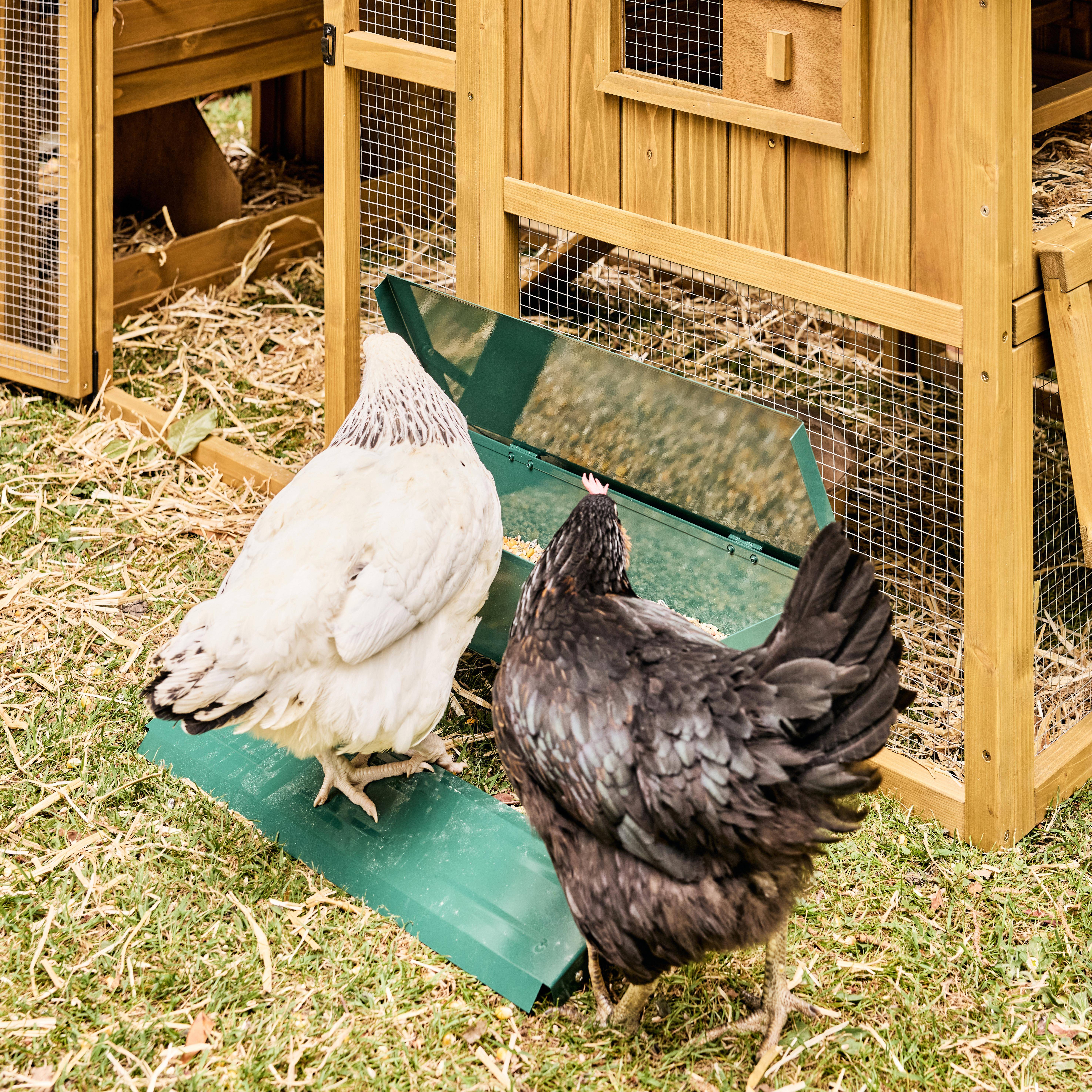 Automatic chicken feeder, 5kg, Chicken feeder, Green, 51x35x18.5 cm Photo3