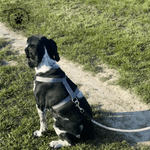 Platte nylon hondenleiband 130 cm in taupe + Verstelbaar tuigje voor middelgrote honden in taupe, maat M Photo1